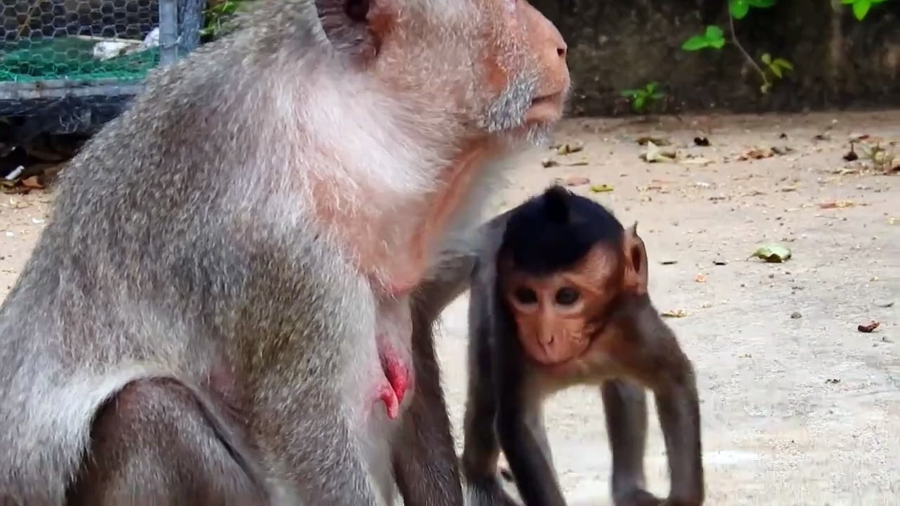 Poor Mother Malika Warned Baby Monika Bite Leg (720p_25fps_H264-192kbit_AAC)