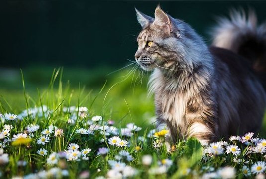 Voici le top 10 des races de chats les plus populaires en 2023