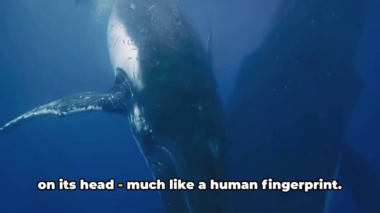 AI in Wildlife Conservation Protecting Endangered Species