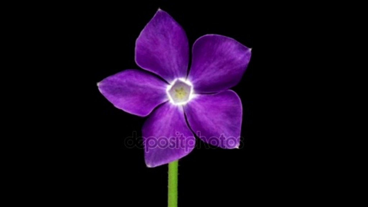 Vinca flower