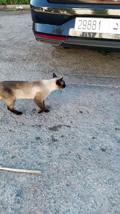 Chats Et Chatons Drôles Miauler