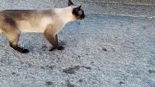 Chats Et Chatons Drôles Miauler