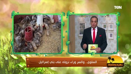 "طائر بري مهاجر ومصدر مهم لإنتاج اللحم والبروتين".. معلومات مهمة لازم تعرفها عن السمان