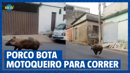 Porco coloca motoqueiro para correr em BH