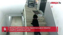 Sinop’ta apartmana giren köpekler misafirin ayakkabısını çaldı