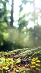 Tranquil Trails Outdoor Wellness Journey