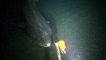 Elusive Greenland Sharks Spotted In The Deep Ocean