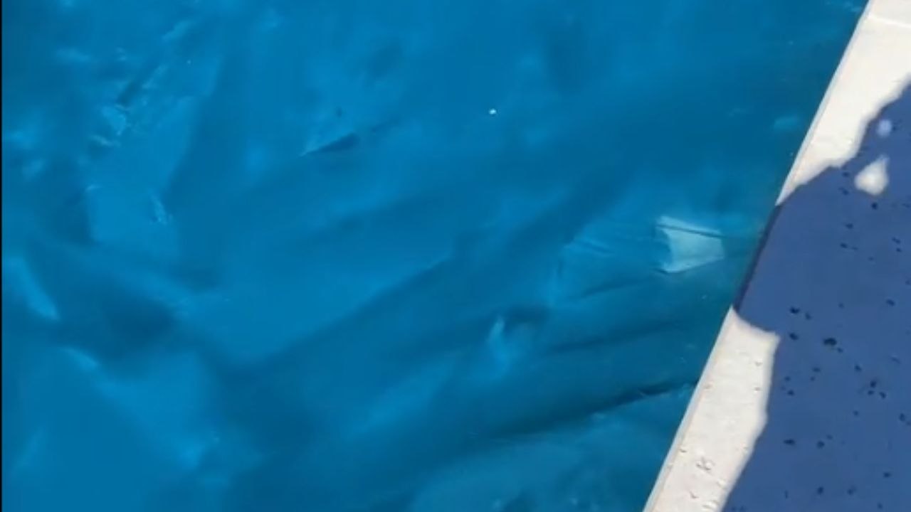 'Day 3 of Dallaska' - Dallas woman's entire pool is frozen solid in broad daylight!