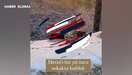 Скачать видео: Görme yeteneğini kaybeden sokak kedisinin hayatını değiştirdiği anlar yürekleri ısıttı: ''Sevgi ile yönünü buldu''