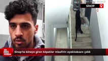 Sinop'ta binaya giren köpekler misafirin ayakkabısını çaldı