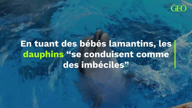 Les dauphins se conduisent comme des imbéciles en tuant des bébés lamantins, révèle une étude
