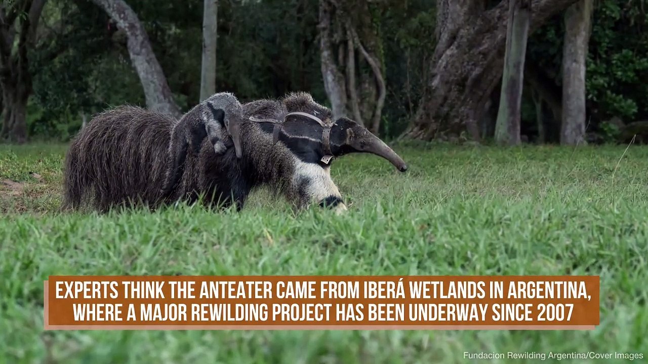 Giant Anteater Seen In Southern Brazil For The...