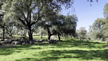 Montanera de cerdo ibérico de Arturo Sánchez en la Sierra Norte de Sevilla.