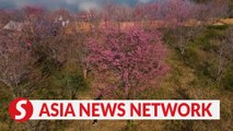 Vietnam News | An island of cherry blossoms