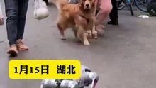 大金毛被機器狗嚇跑了。Cibotium barometz got scared off by the robot dog.