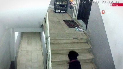 Hırsız sandılar suçlu köpekler çıktı: O anlar kamerada