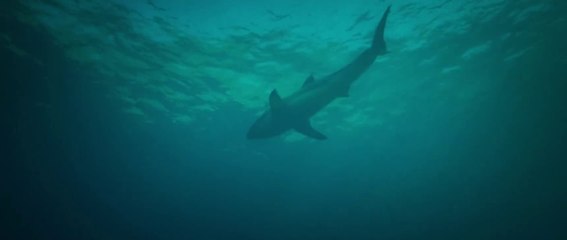 Deep Fear (2023) – Intense Adult Thriller Full Movie 🎬