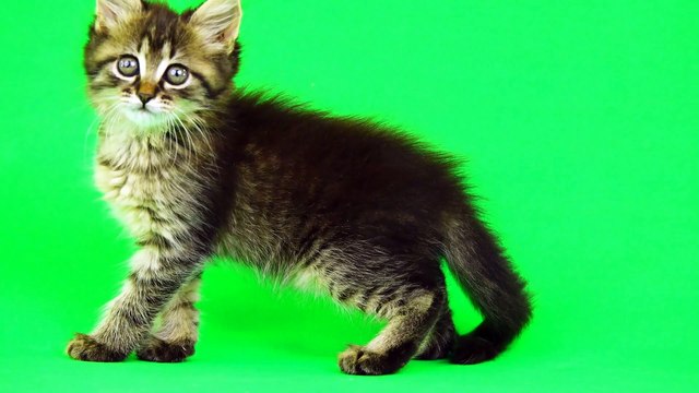 Green Screen cat videos #cat