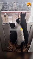 cute cats watching pigeons | cutest cats