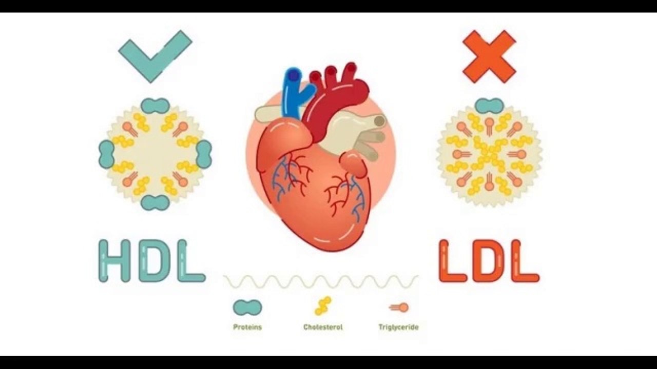 Cholesterol - Know its symptoms and learn how to control it.