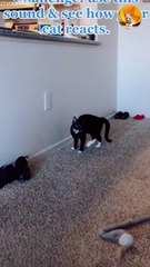 cute cat | funny cats| cutest cats 