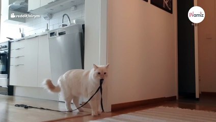 Watch: Owner devastated when she sees what happened to her cat while she was away