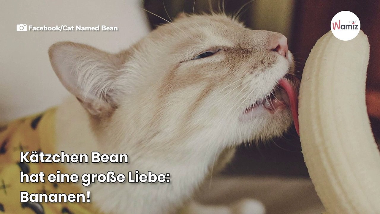 Katze, die Bananen liebt, sorgt unfreiwillig für Lacher im Internet (Video)