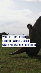 World’s first rhino embryo transfer could save species from extinction