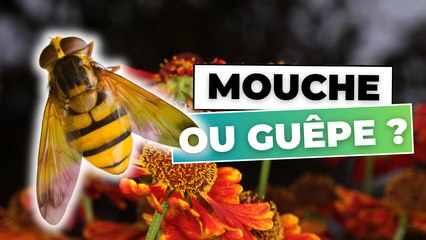 Mouche ou Abeille ?
