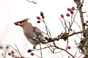 Best of Cambrian News readers' photos in January