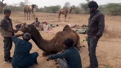 ऊंट केवल पर्यटन ही नहीं, बल्कि देश की सुरक्षा मे भी कर रहे अहम योगदान