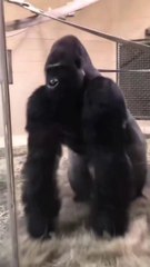 clean memes made by me