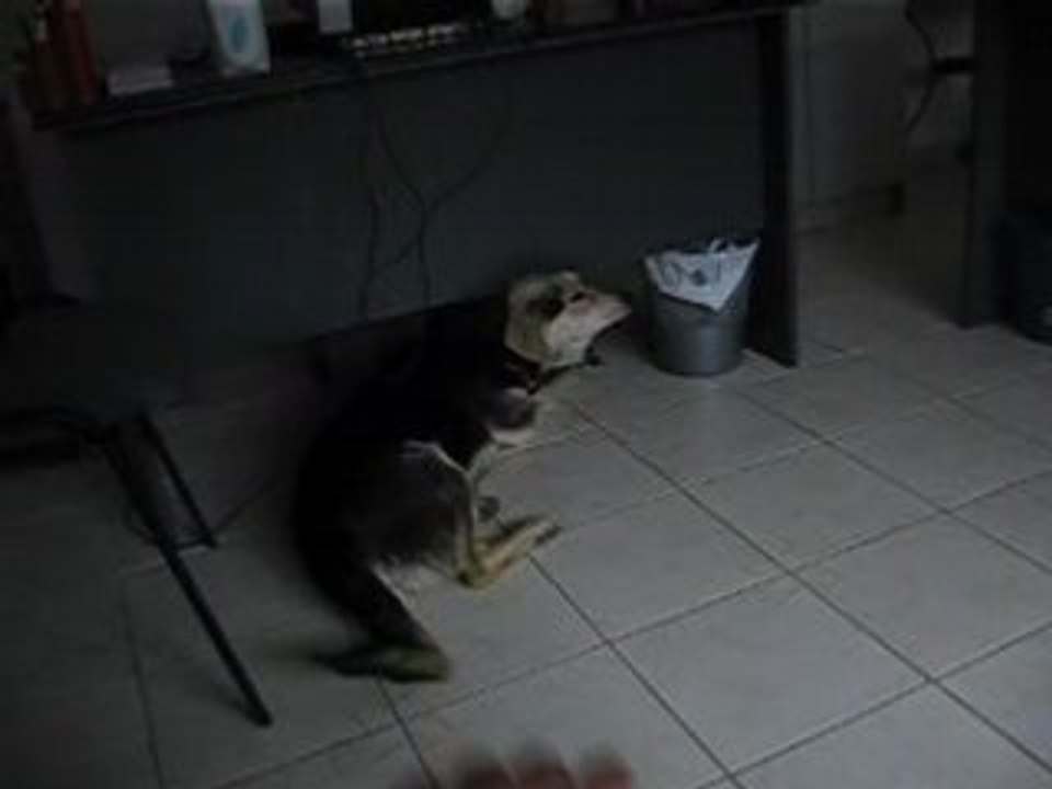 Rex1