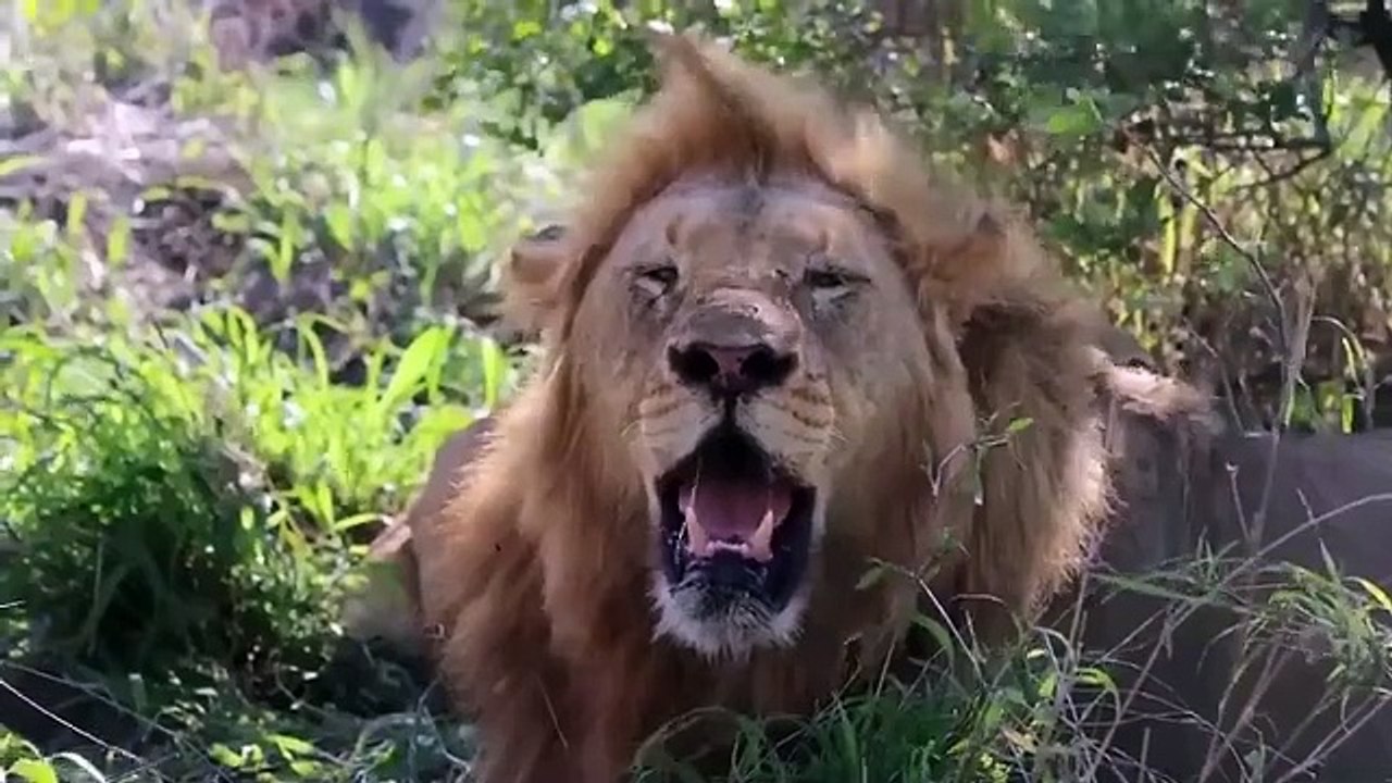 Lion Vs Leopard Epic Battle