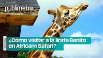 ¿Cómo visitar a la jirafa Benito en Africam Safari?