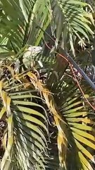 Man Catches Big Iguana Out of a Tree