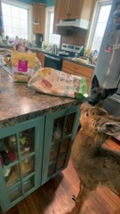 Fawn Snacks on Chips With Canine Friends