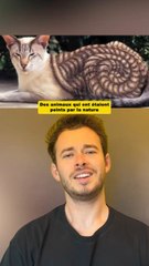 Des animaux qui ont été peints par la nature ‍