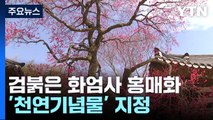 검붉은 화엄사 홍매화 '천연기념물' 지정 / YTN