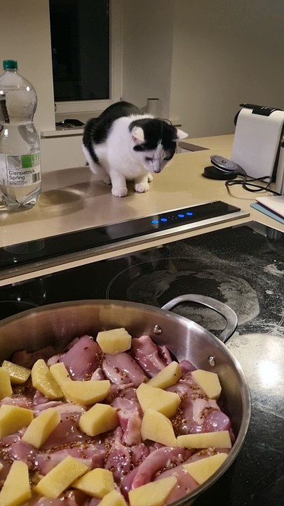 Kitty Helps in the Kitchen