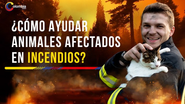 Incendios forestales: esto es lo que puede hacer si encuentra fauna silvestre en zonas urbanas