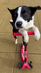 Border Collie Rides a Scooter