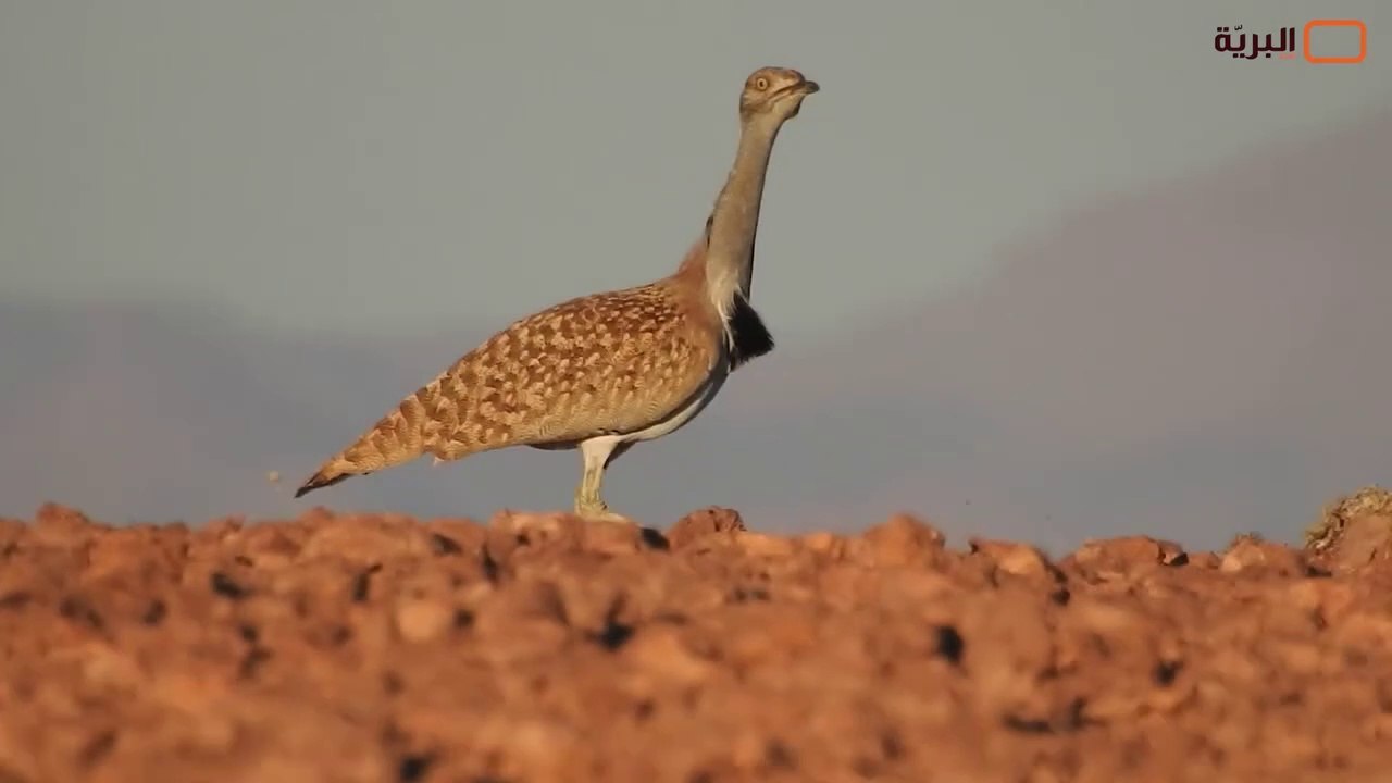 الجزائر الحياة البرية في صحراء الجزائرالكبرى