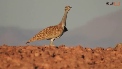 الجزائر الحياة البرية في صحراء الجزائرالكبرى