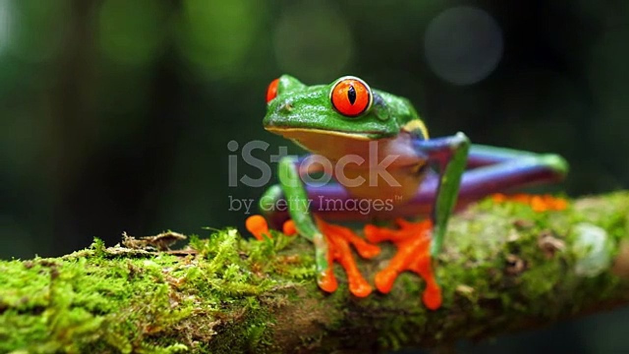 SAPO