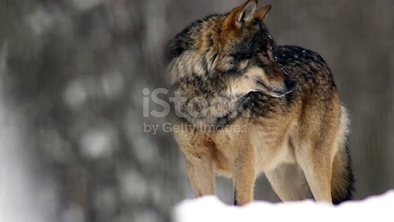 LOBO