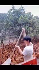 Les secrets du poulet chinois