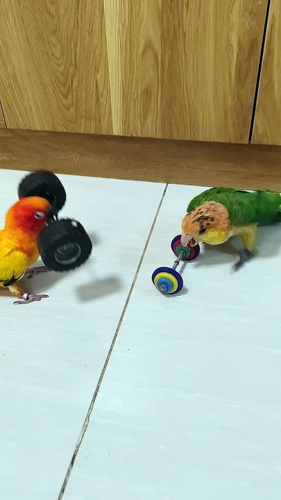 Weightlifting Parrots