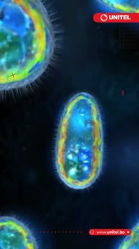 El cambio climático tiene en alerta a los científicos debido a que trae amenazas, que, aunque parecen desapercibidas ya comienzan a preocupar, es el caso de virus hallados en el Ártico, microorganismos capaces de resistir miles de años congelados