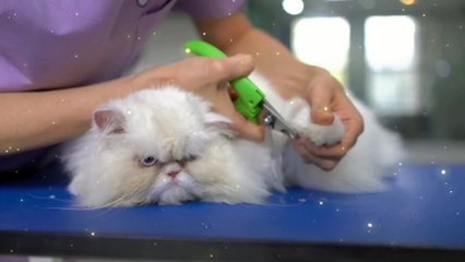 Adorable White Kitten's Spa Day Bathing Beauty
